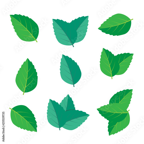 Fresh green tea sprig and mint leaves. Mint leaves vector logo © 3dwithlove