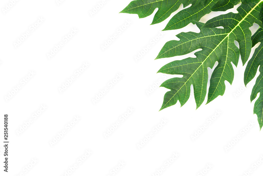 Closeup green papaya leaf isolated on white background