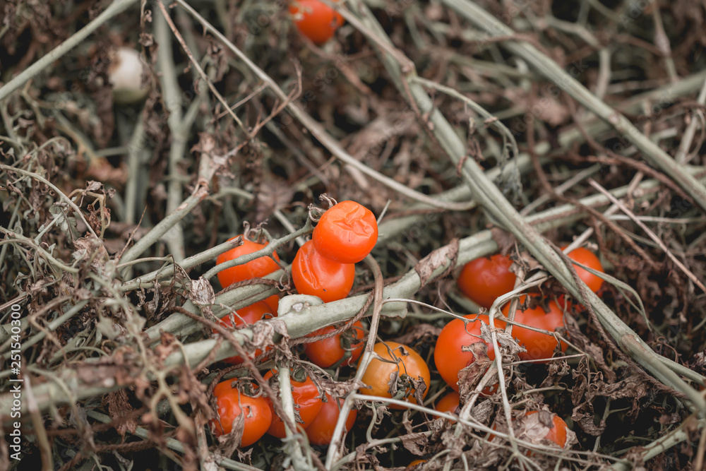 Damaged tomato Damaged tomato