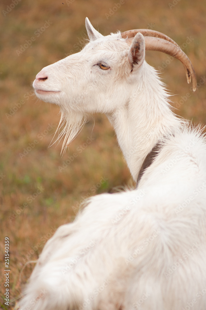 Close-up portrait of a beautiful white goat with a wistful gaze in nature. Close-up portrait of a beautiful white goat with a wistful gaze in nature.