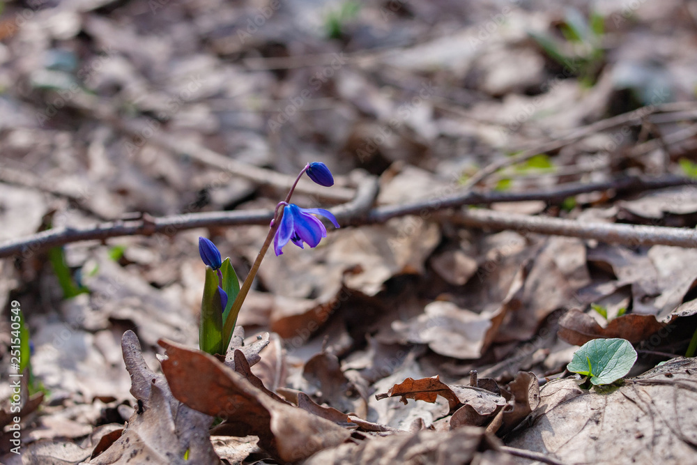 first spring flowers blue snowdrops first spring flowers blue snowdrops