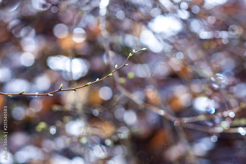 Spring buds on branches, on a colored background. Selective focus. Shallow depth of field. Toned image.