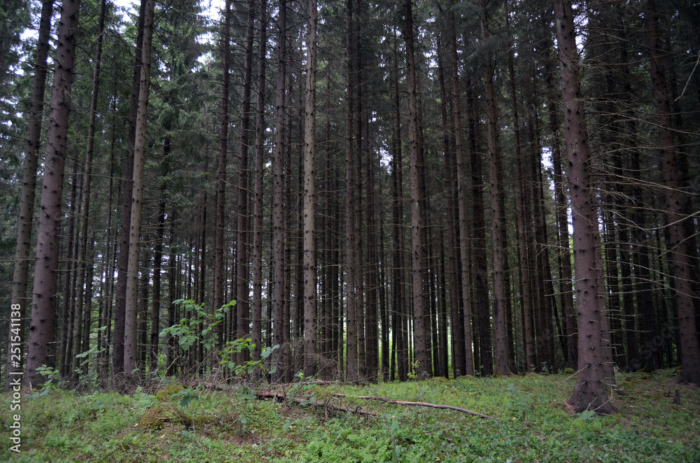 Fototapeta premium Forest on a summer day in Central Norway