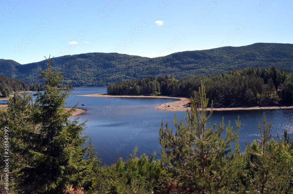 Fototapeta premium Forest on a summer day in Central Norway