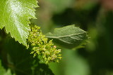 Flowering of grapes on green leaves