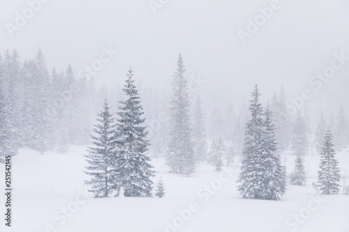 The coniferous forest in mountains in snowstorm © castenoid