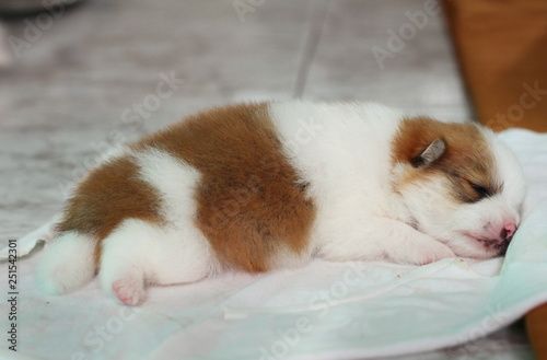 Fototapeta Naklejka Na Ścianę i Meble -  The first Pomeranian puppy is sleeping on the floor.