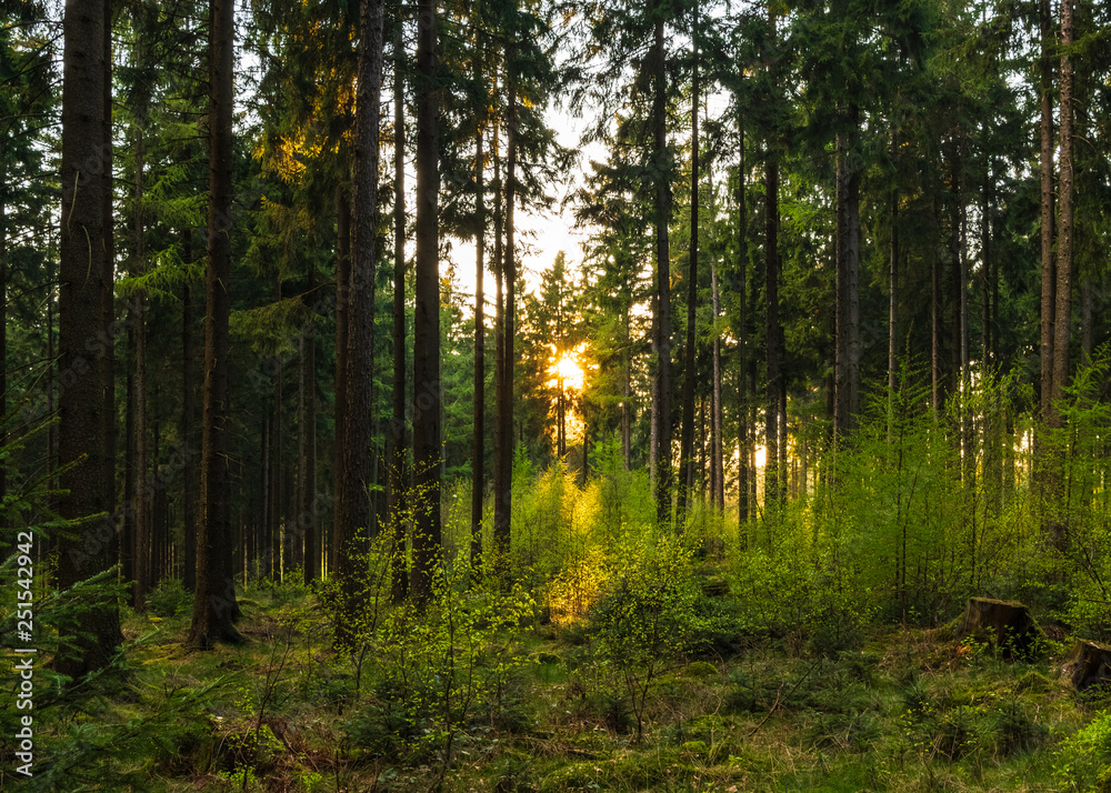 Fototapeta premium Sunset in a spring forest in Germany