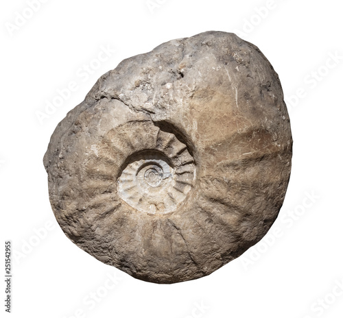 Ammonite fossiles  on a whte background,isolated