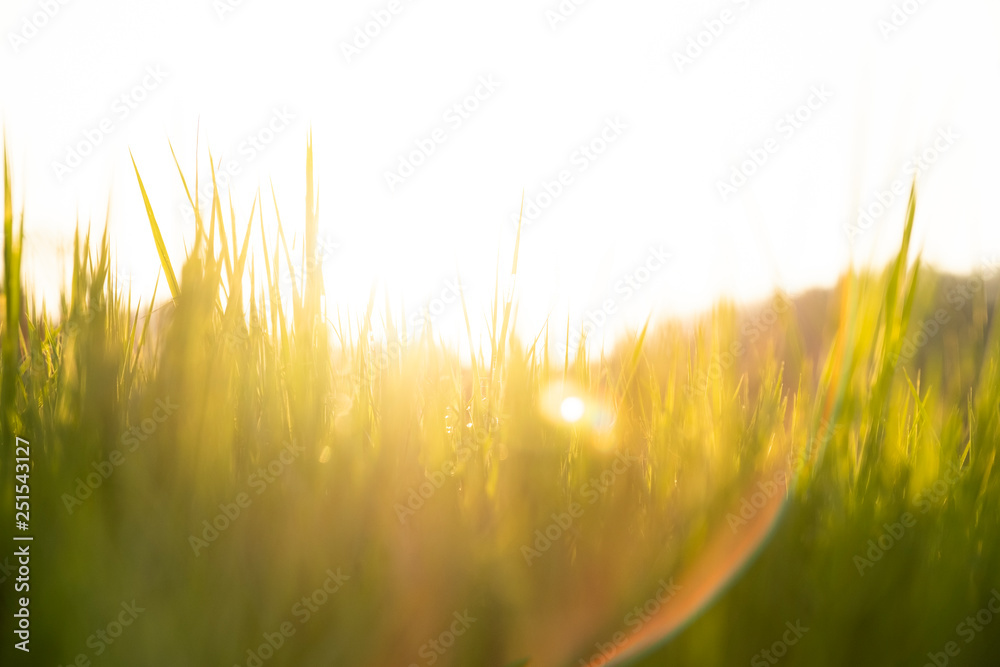 Grass in the meadow and sunset sky in the back.