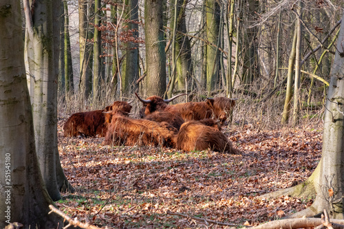 Herd of Scottish Highlanders lying and ruminating in the forest. Amsterdam, The Netherlands, Europe.