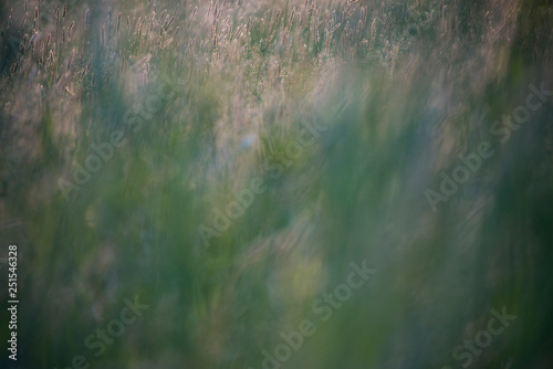 Blurry wild grass fox tails in a meadow