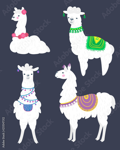 Llama vector set . Alpaca wool and lamas illustration. Cartoon flat style.