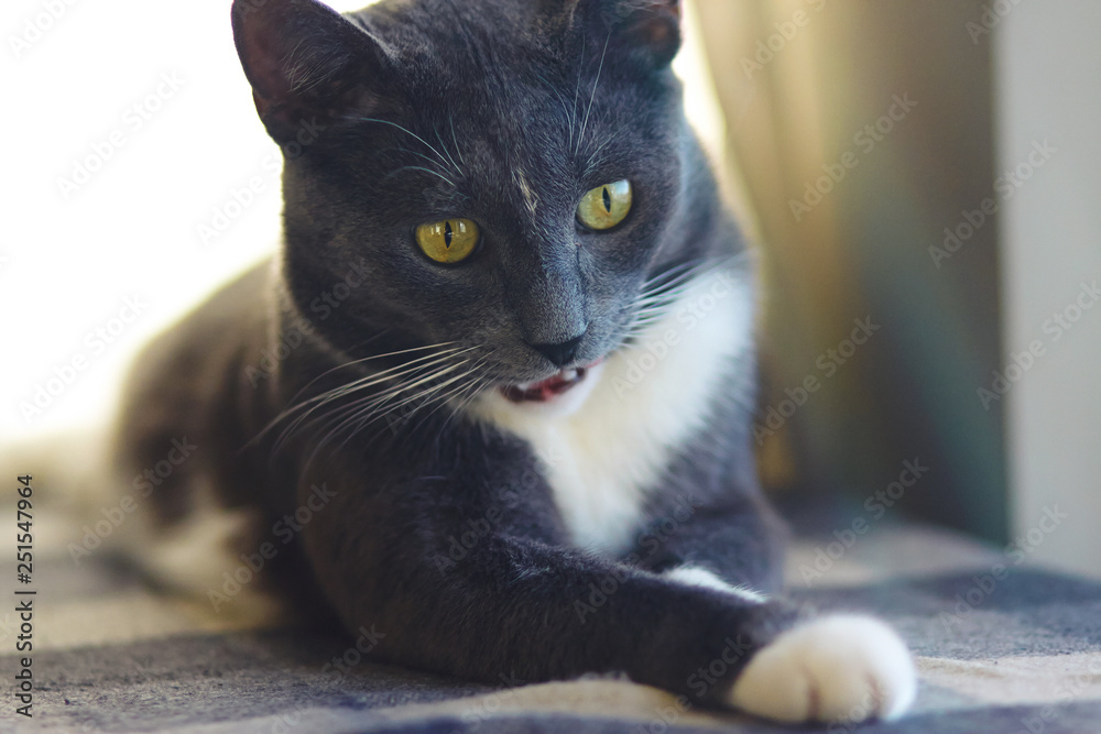 Naklejka premium A beautiful gray cat with yellow eyes made a strange face, playing with a blanket paw