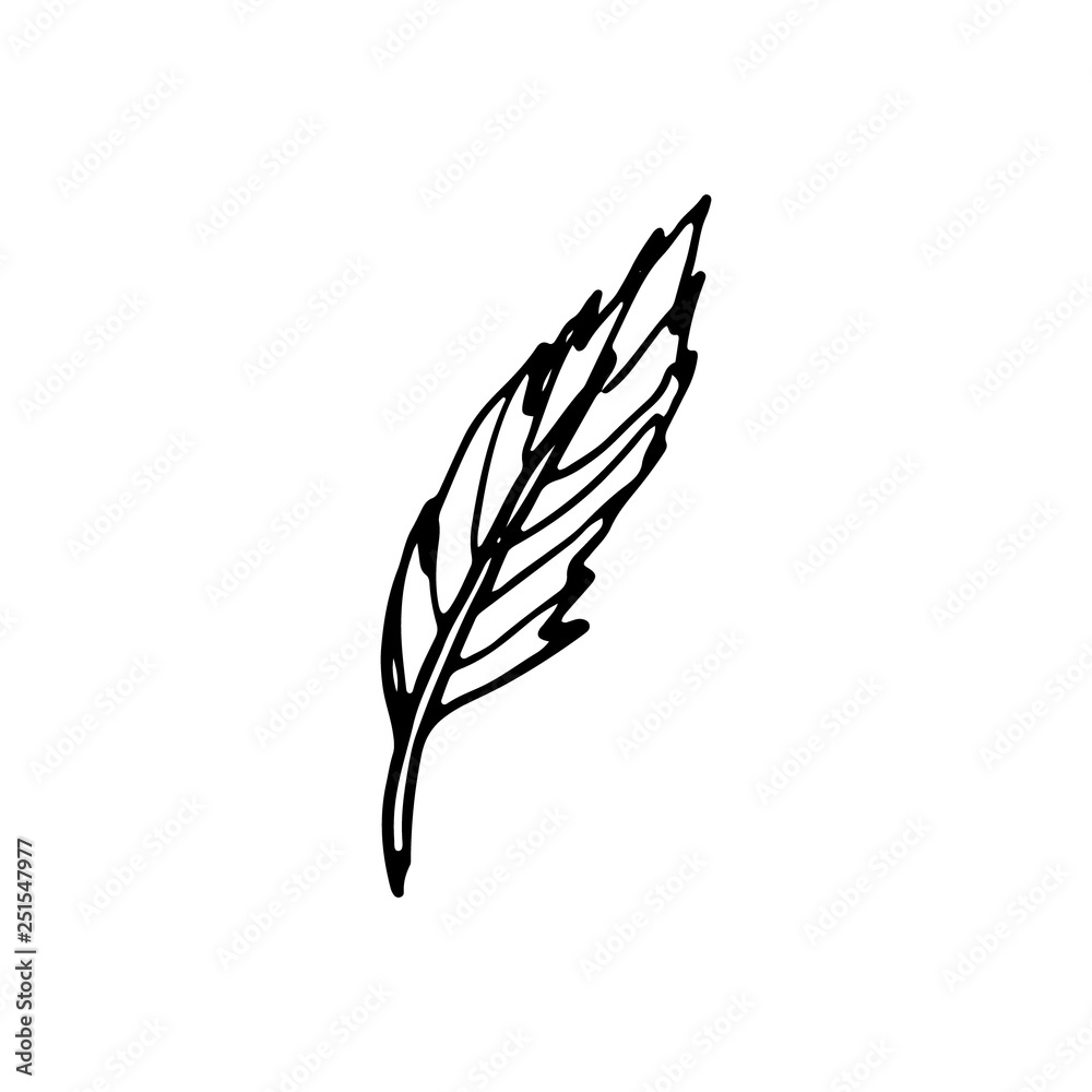 Hand drawn doodle feather.Perfect for invitation