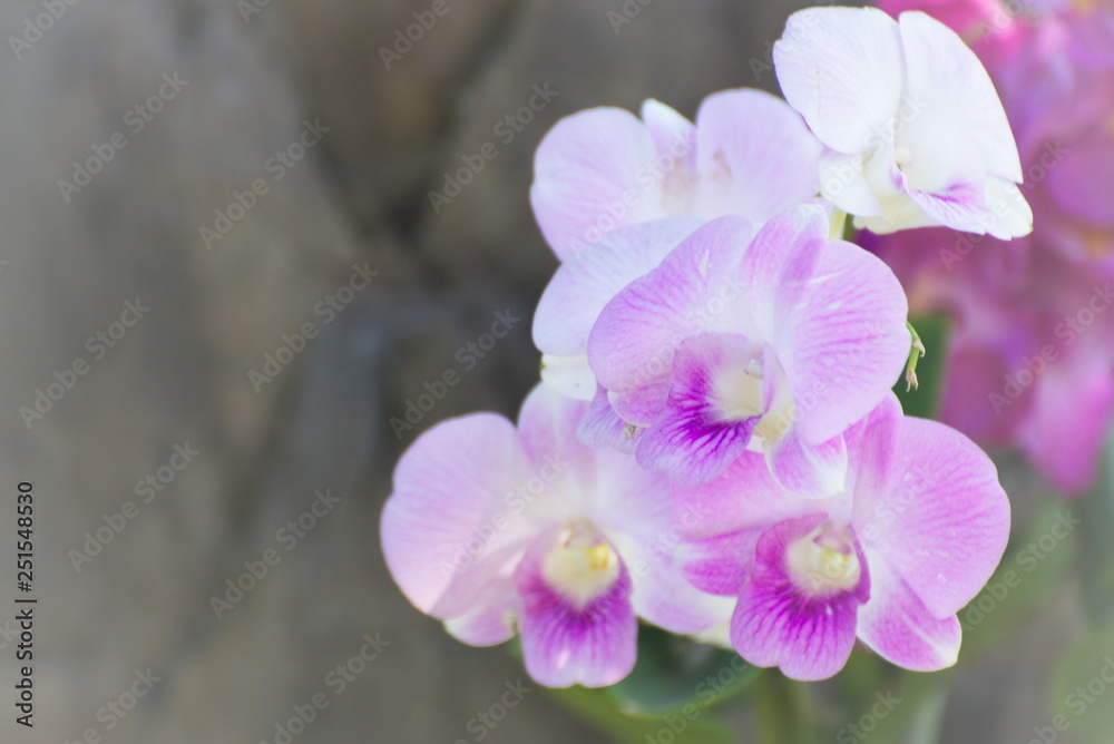 Obraz premium Beautiful Pink Orchids. Flower Bright Tone.