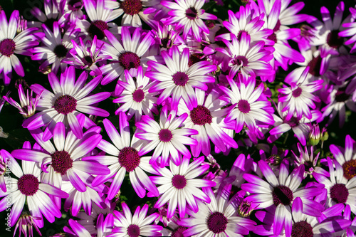 Beautiful fresh pink daisy flowers   top view.