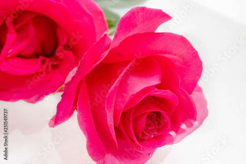 Big beautiful pink roses lie in the water