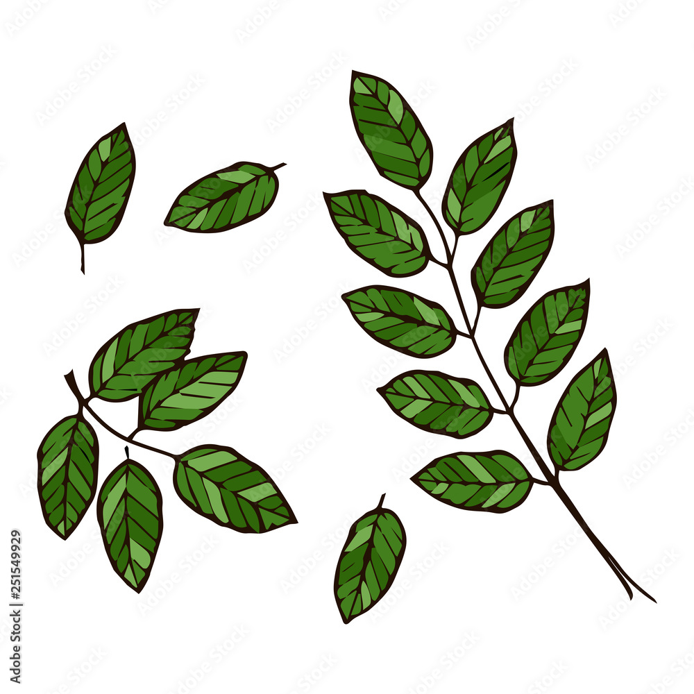 Vector set of green leaves of rowan