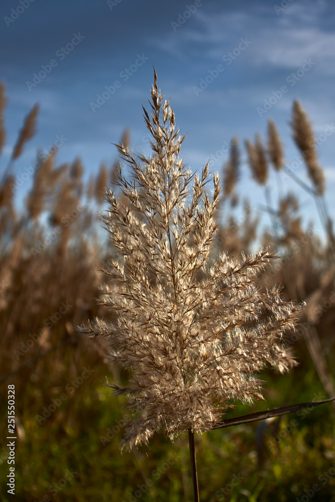 Fototapeta premium Reed flower