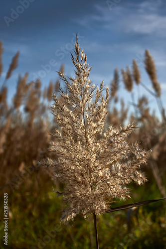 Reed flower