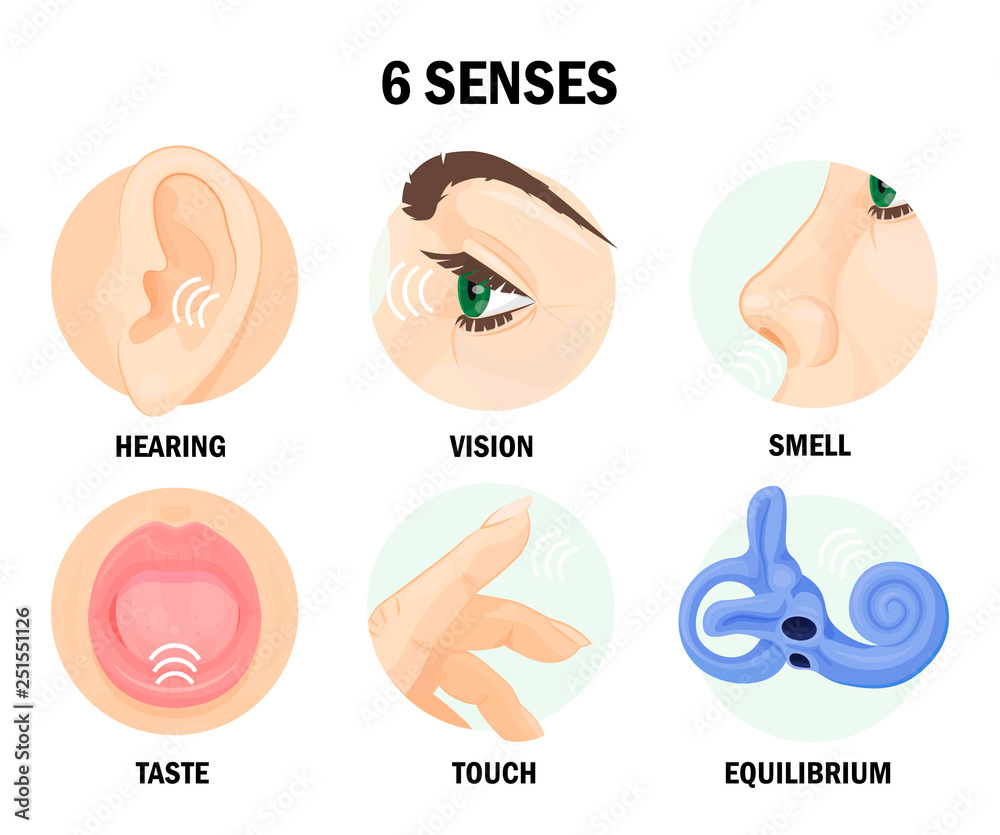 Six sense organs of human body with names Stock Vector | Adobe Stock