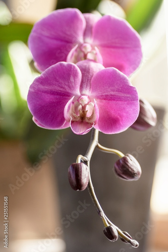 pink Phalaenopsis Orchid flower in winter or spring day tropical garden
