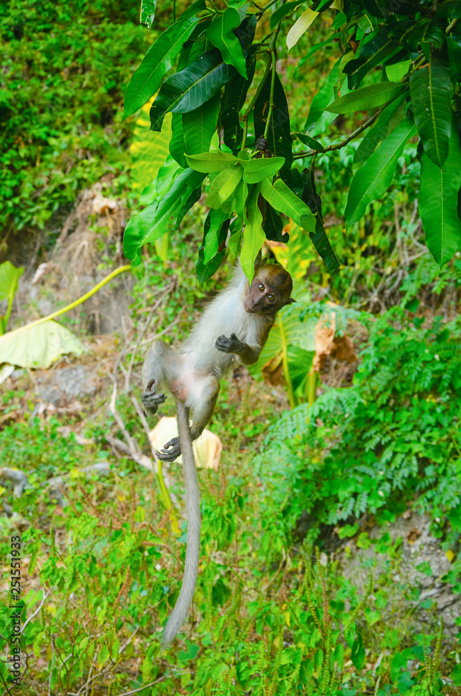 macaco sull'albero guarda in camera macaco sull'albero guarda in camera