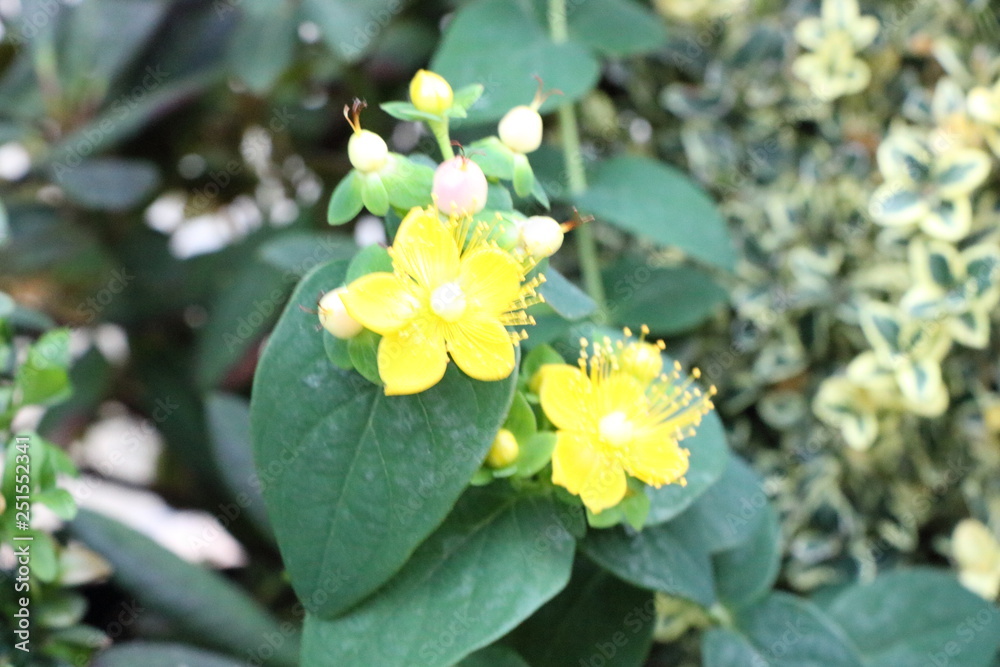 flowers