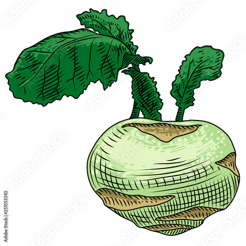 Useful vegetables. Kohlrabi on a white background. Detailed drawing by hand.