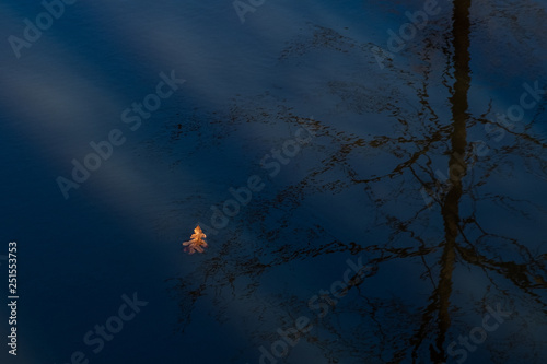 A single leaf floats peacefully in a creek through the reflection of a tree. Could signify going with the flow  enjoying the ride  and destination unknown.