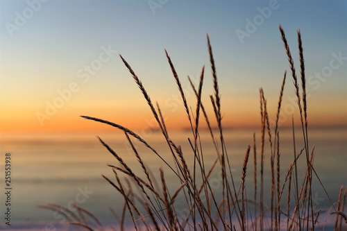 Reeds at a beach in front of a warm winter sunset background