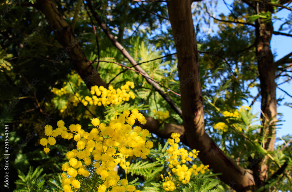 Mimosa Tree branches with yellow flowers and blue sky. South France holidays. Spring is coming. Early bloom. Mimosa Tree branches with yellow flowers and blue sky. South France holidays. Spring is coming. Early bloom.