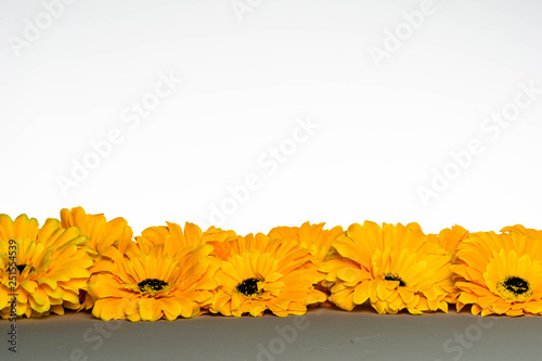 Fototapeta Naklejka Na Ścianę i Meble -  gelbe Blumen