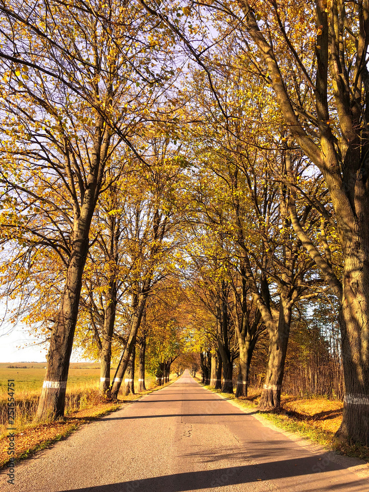 The autumn road in rural areas.