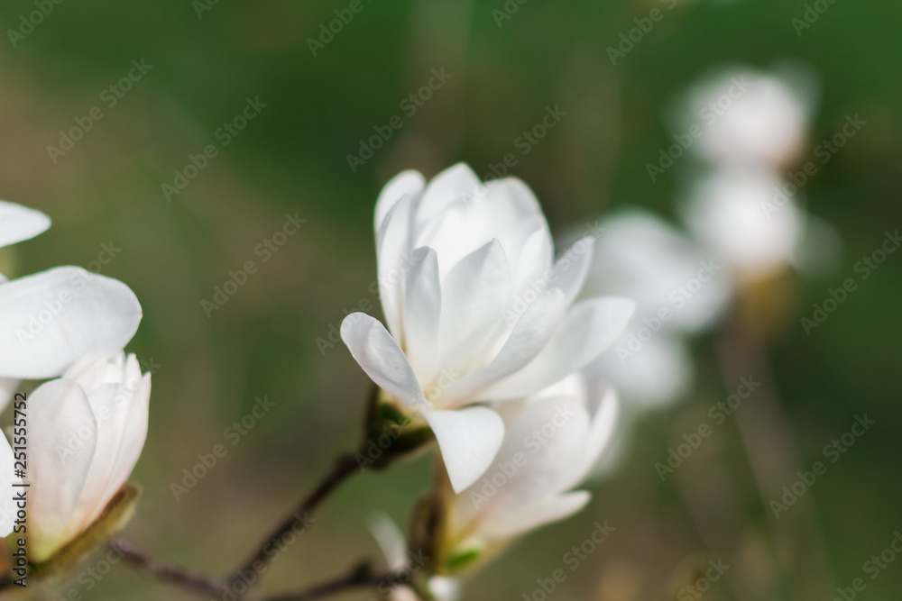 Sprig of white Magnolia