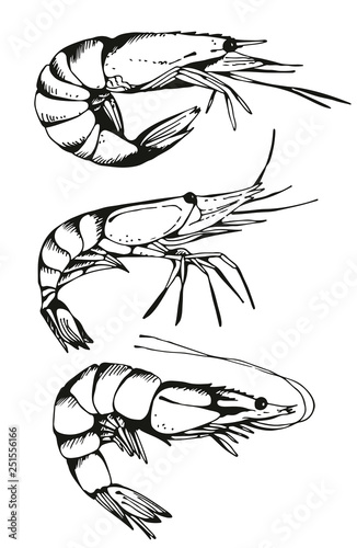 Shrimp drawing