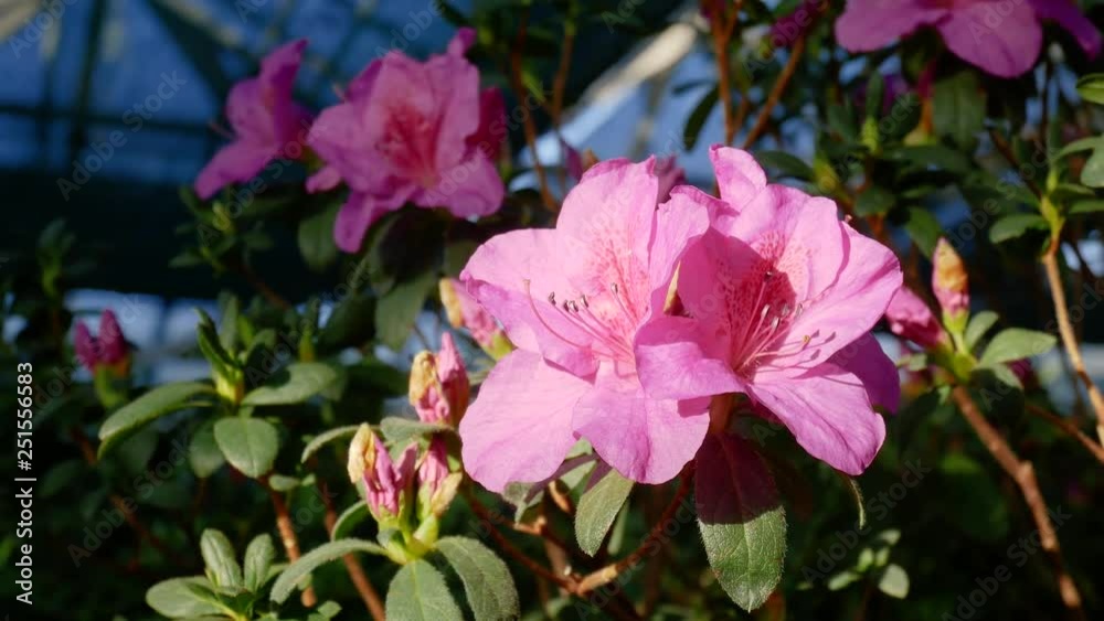Buds of pink azaleas in blooming greenhouse. Rhododendron Buds of pink azaleas in blooming greenhouse. Rhododendron