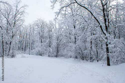 winter forest © aleksa3136
