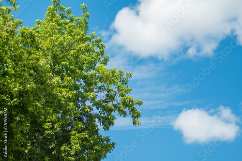 Green trees on a background of blue clouds