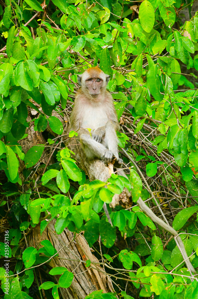 un macaco vecchio un macaco vecchio