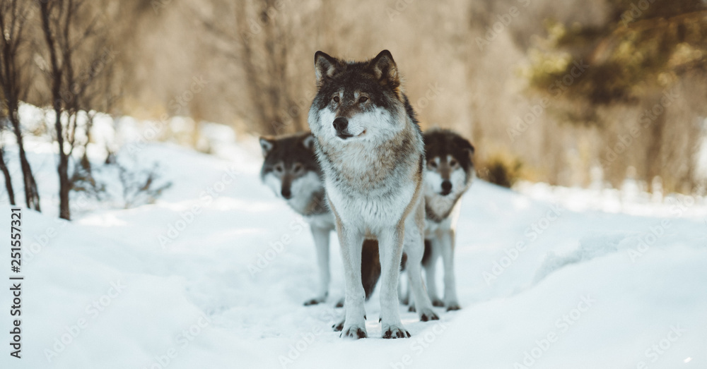 The wolves of The North Scandinavia