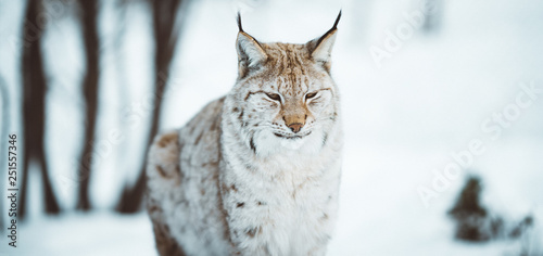 The Arctic Lynx of Scandinavia photo