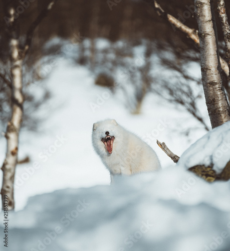 The Arctic Fox of Scandinavia