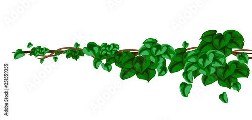 Twisted wild lianas branches background. Jungle vines plants.