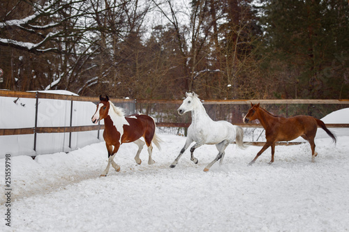 Domestic horses of different colors running in the snow paddock in winter