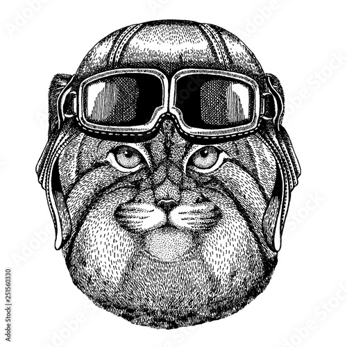 Animal wearing aviator helmet with glasses. Vector picture. Wild cat Manul Hand drawn image for tattoo, emblem, badge, logo, patch