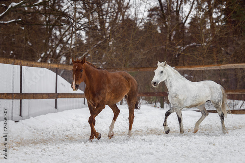 Domestic horses of different colors running in the snow paddock in winter © sheikoevgeniya