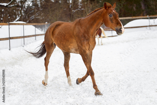 Domestic red horse running in the snow paddock in winter