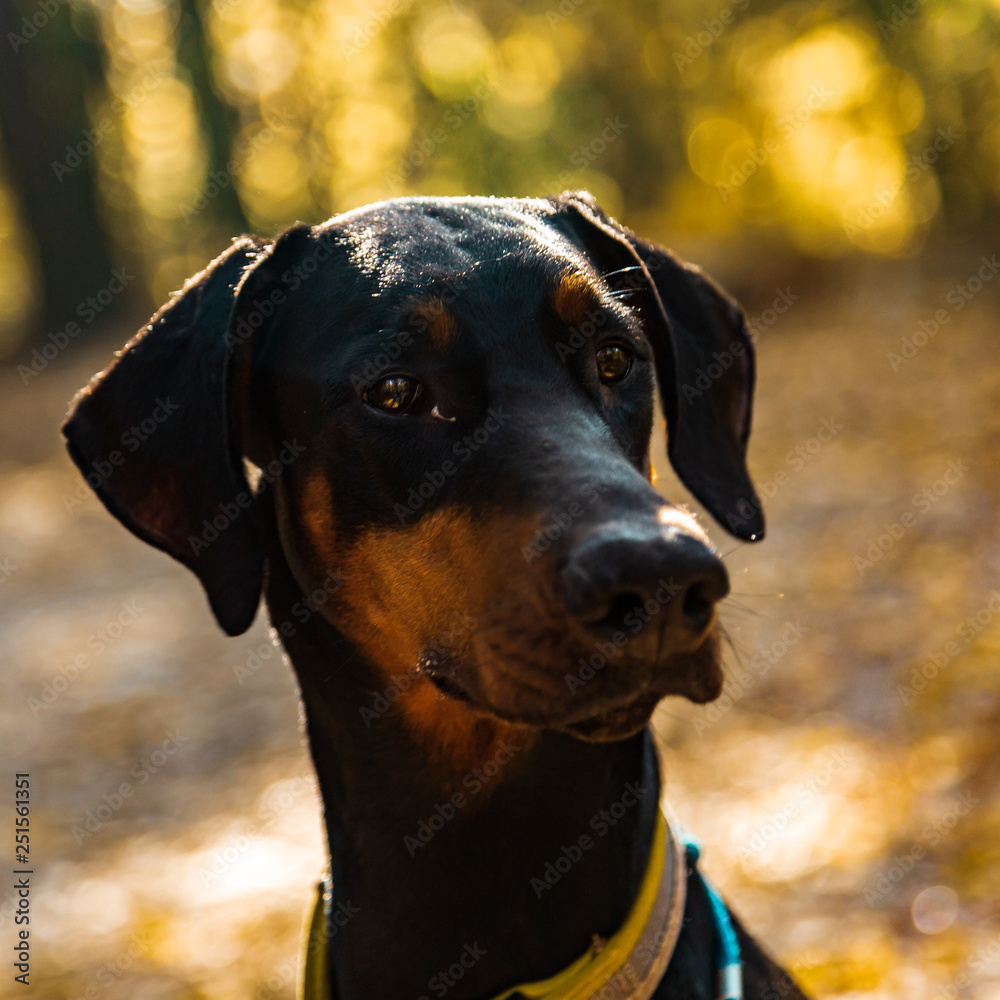 Black dog Doberman on the background of the autumn forest
